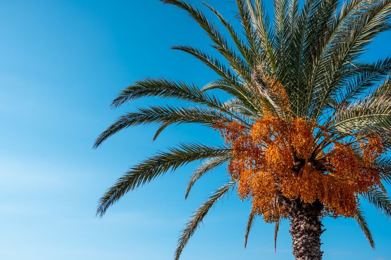pygmy date palm
