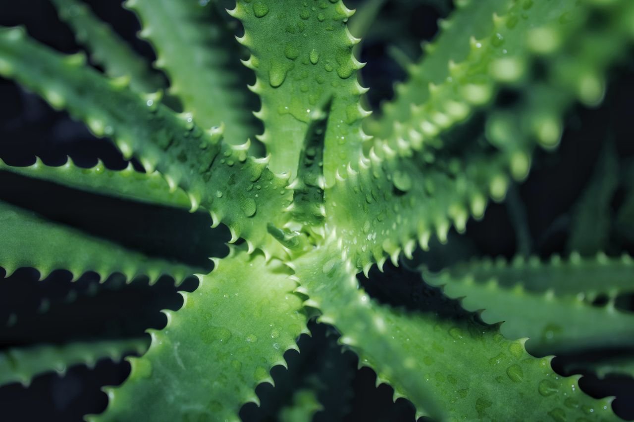Aloe Vera Plant