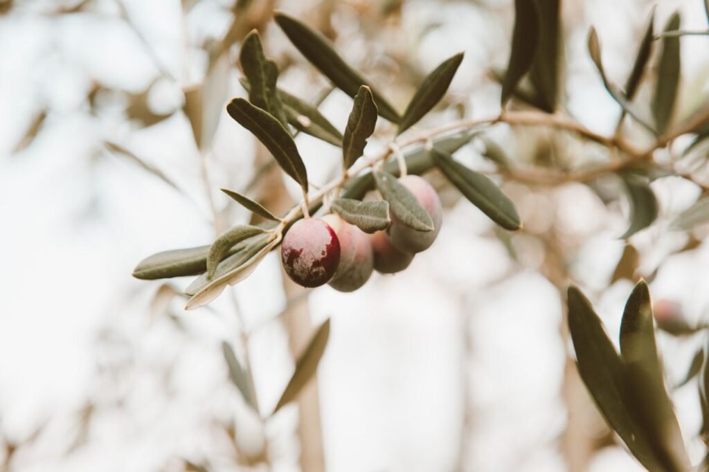 indoor olive tree