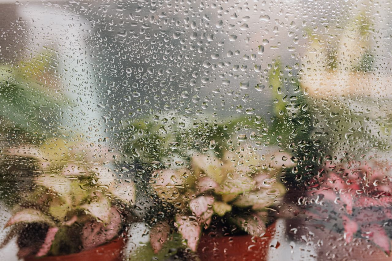 How to Increase Humidity for Plants